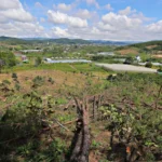 Lâm Đồng còn 137.000 ha đất rừng đang bị lấn chiếm trái phép