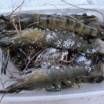 Đừng bỏ ngay tôm vào ngăn đá: Thêm 1 thìa này vào, tôm để cả tuần vẫn ngon ngọt, không chảy nước thâm đen